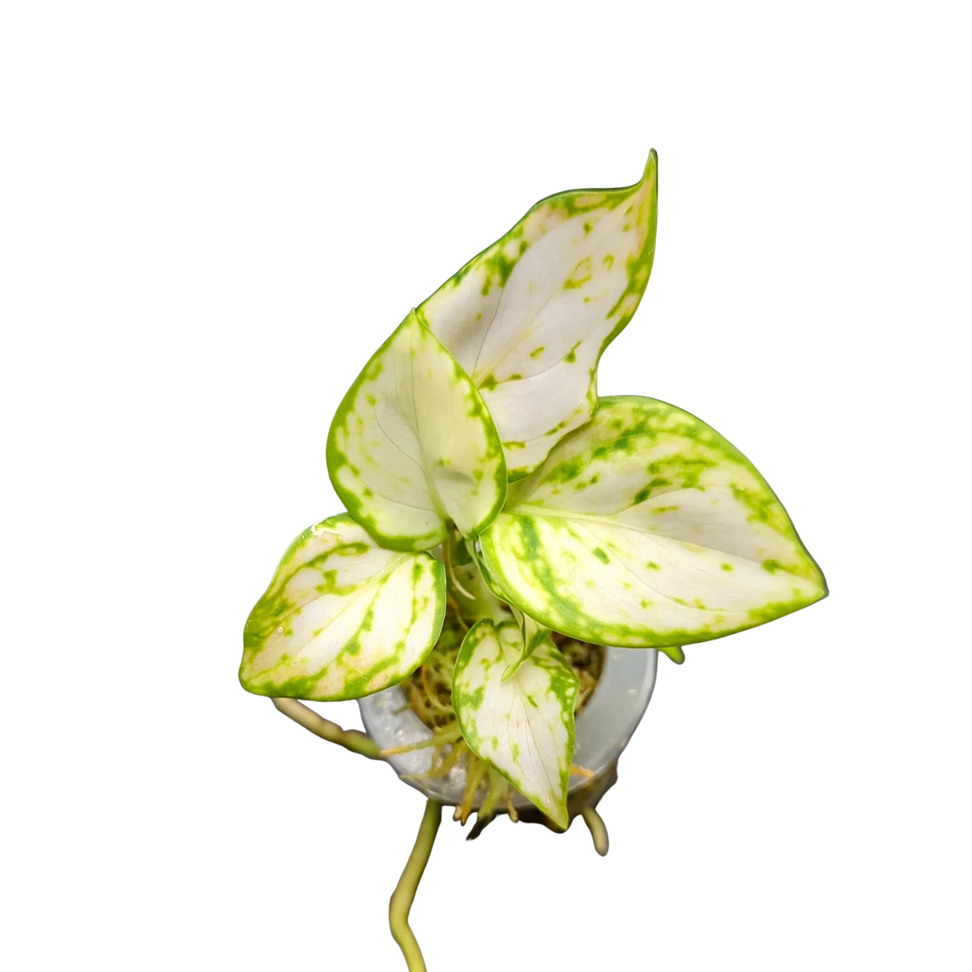 Baby Aglaonema commutatum White Valentine